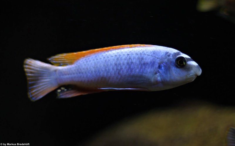 Labeotropheus trewavasae 'Thumbi West Island'